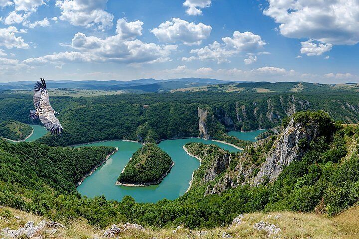 Griffon vulture flying over the winding Uvac Canyon river in Western Serbia
