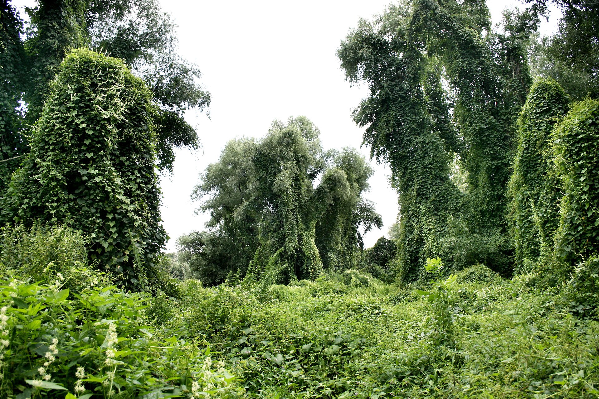 Floodplain forests — Bačko Podunavlje, Vojvodina