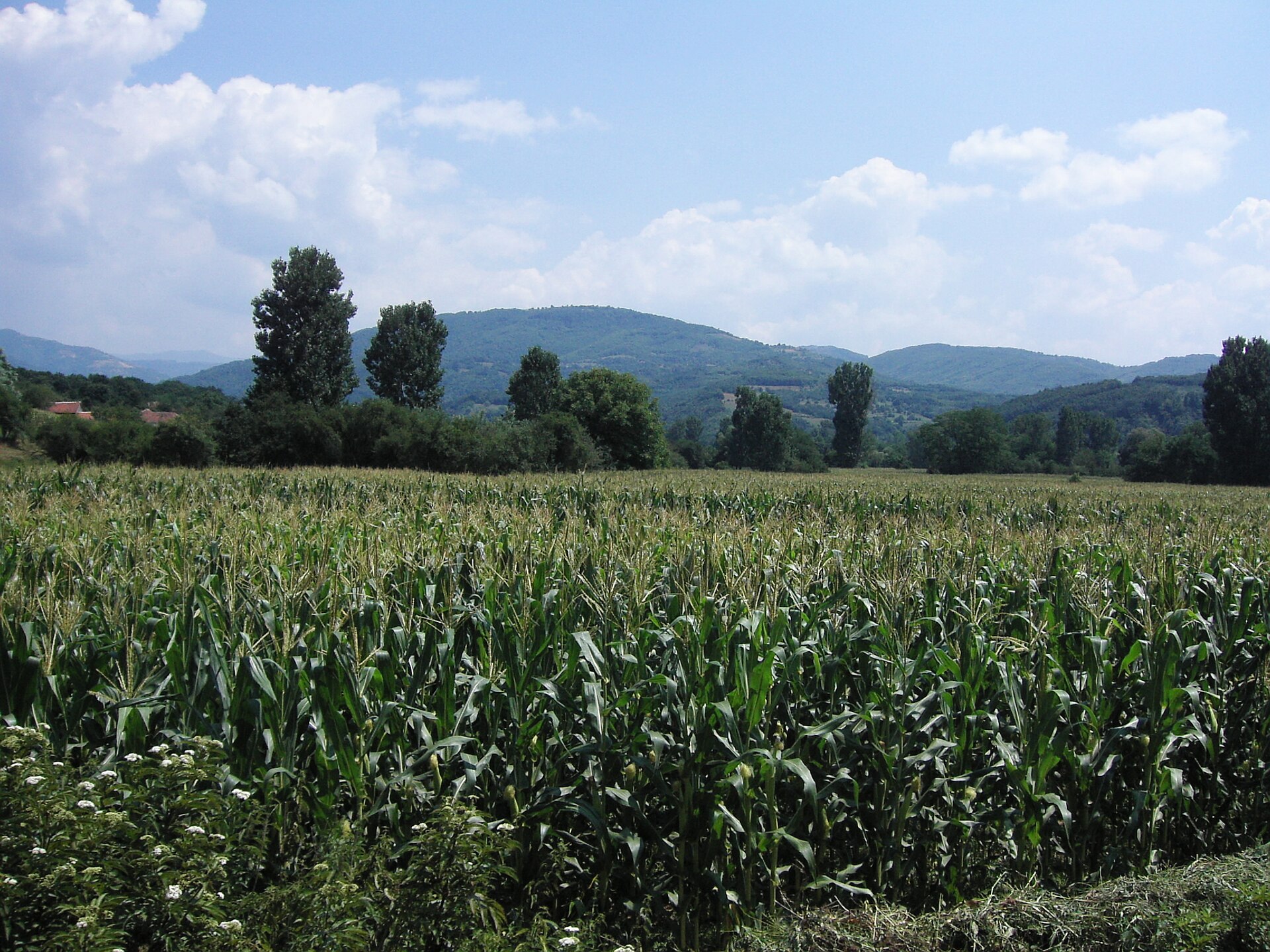 Cornfield with wooded hills and cloudy sky in the Belgrade countryside