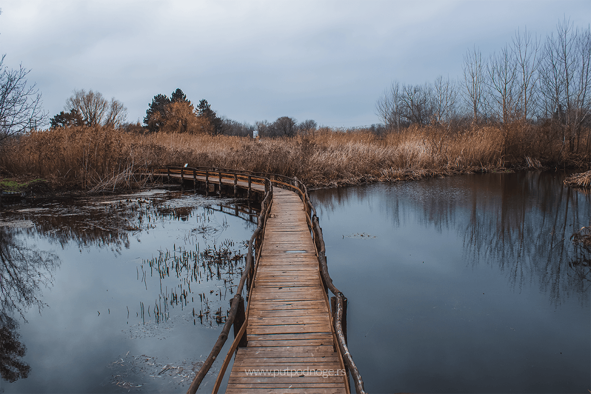 Reedbed margins of Carska Bara — Carska Bara, Vojvodina