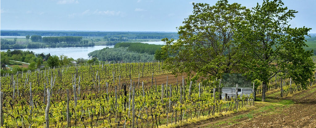 Vineyard rows on a hillside above a river, with trees and a small shed in Rakija