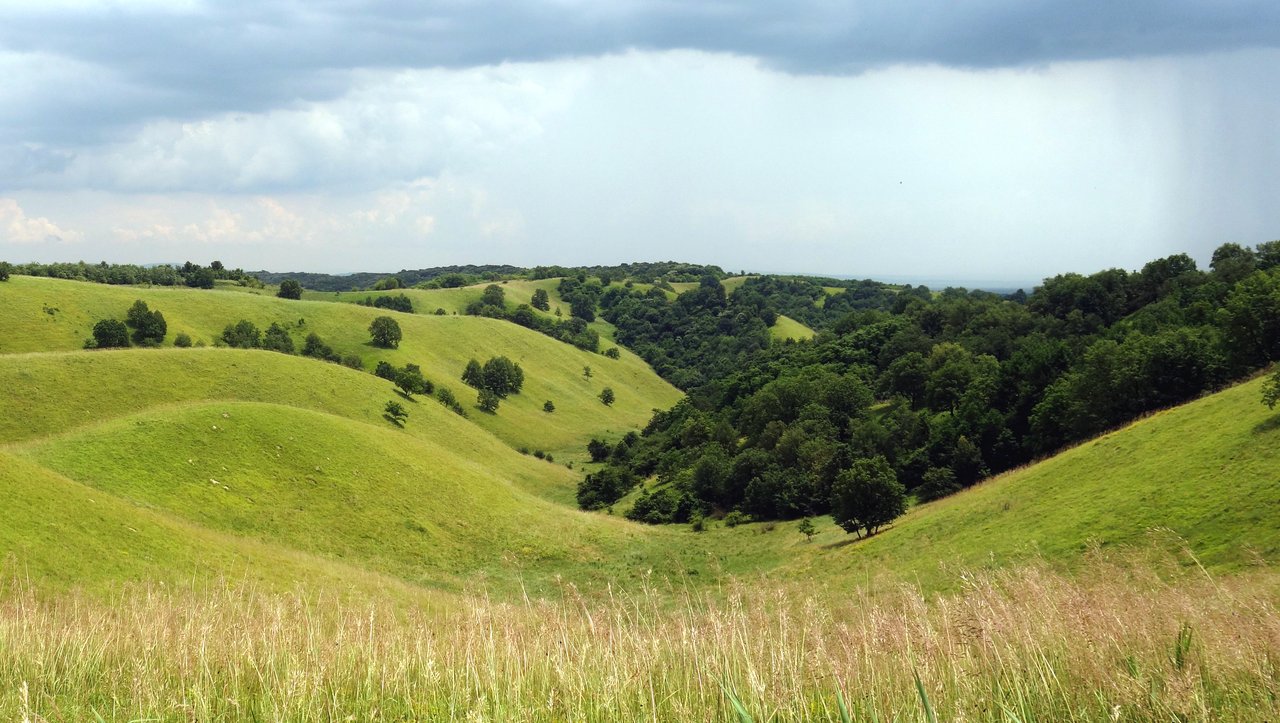 Rolling grassy hills with scattered trees in Deliblato Sands under a cloudy sky