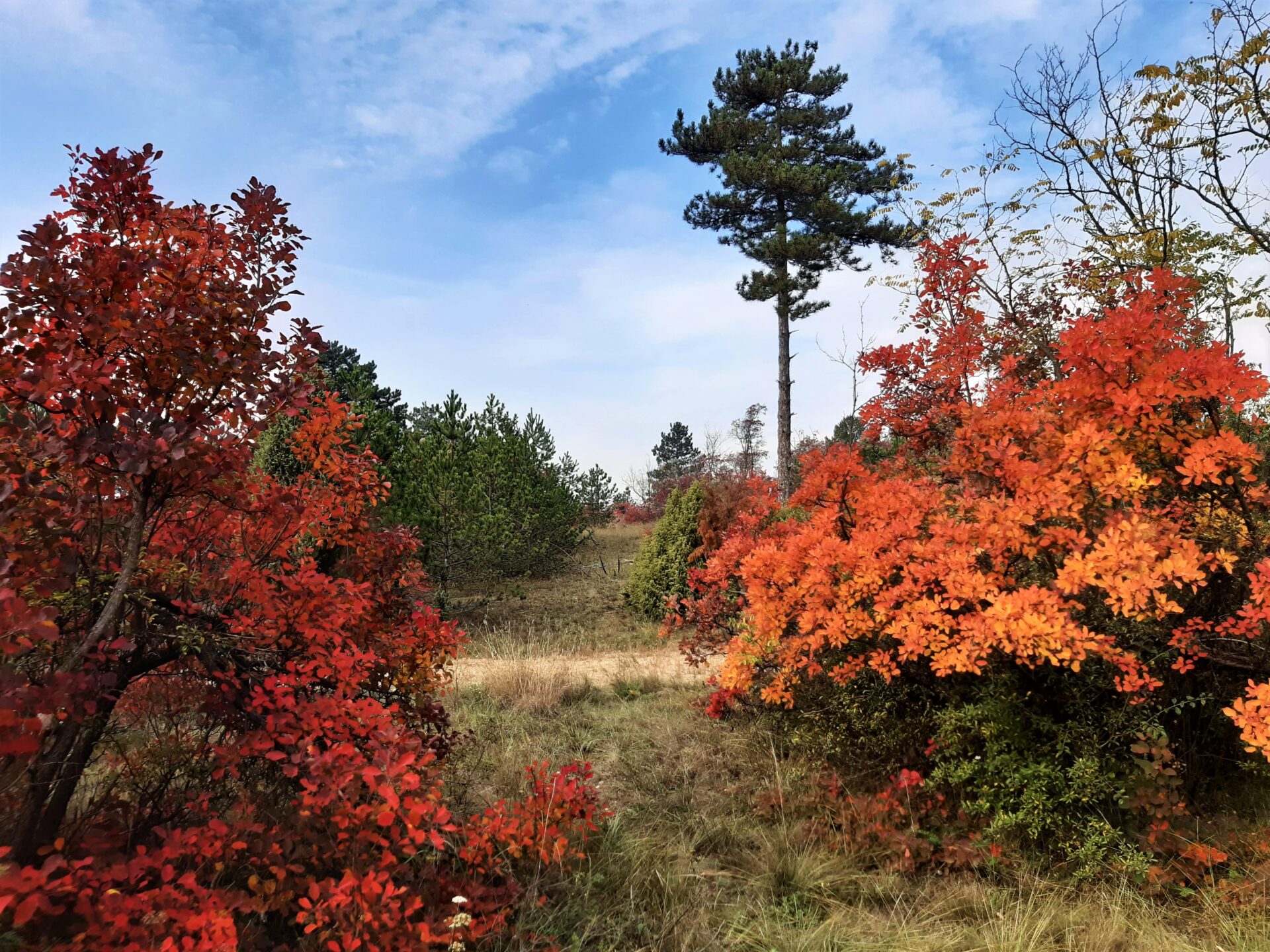 Pine shelterbelt forest in Deliblato Sands