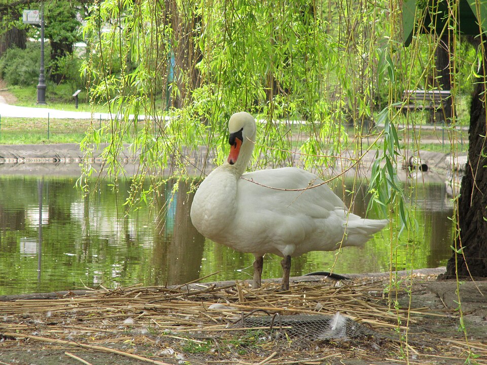 Dunavski Park, Novi Sad