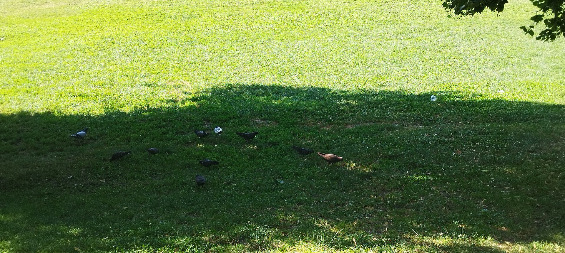 Pigeons gathered on shaded grass in Dunavski Park, Novi Sad, with bright lawn beyond