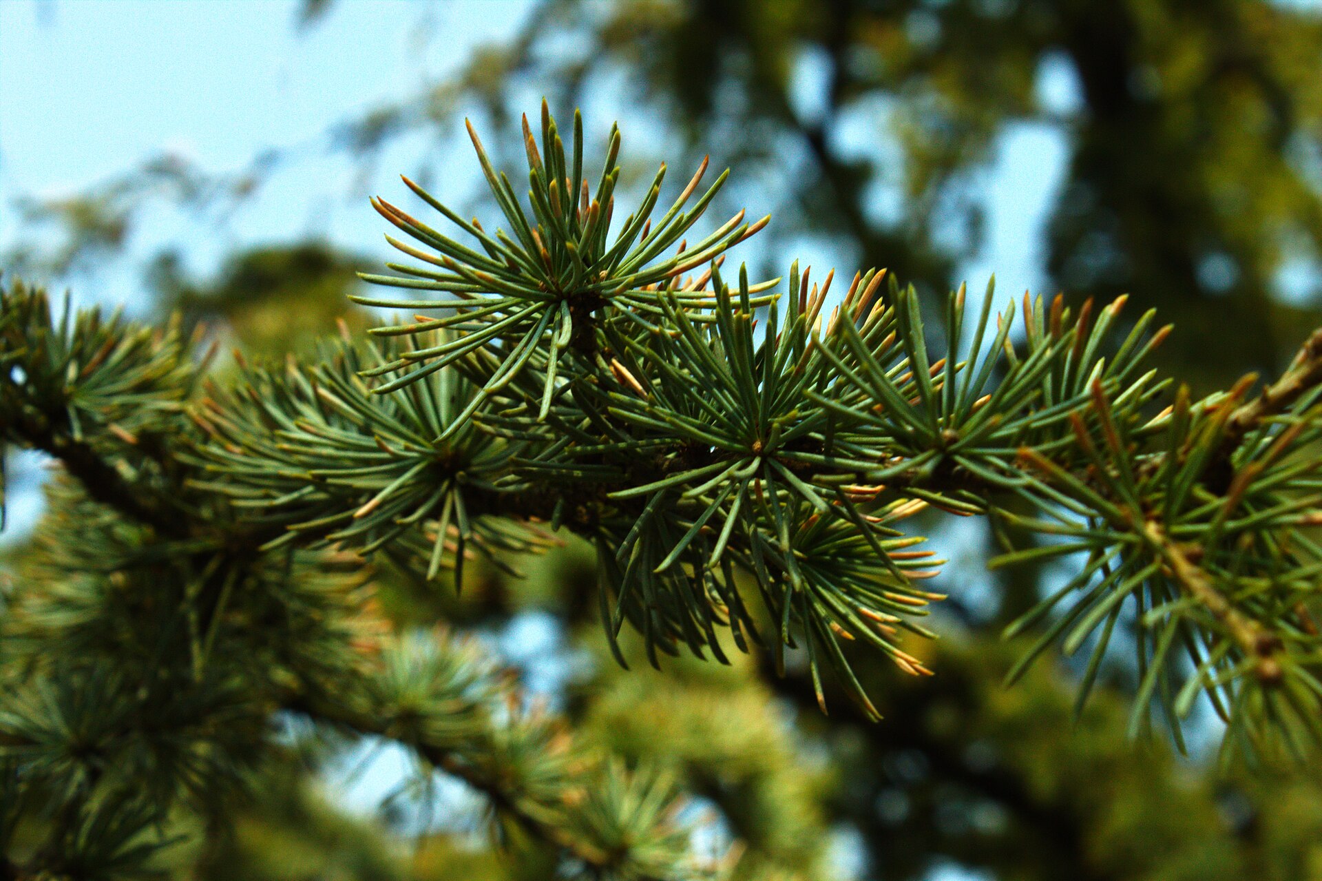 Close-up of pine needles on branches with a blurred sky background in Dunavski Park, Novi Sad