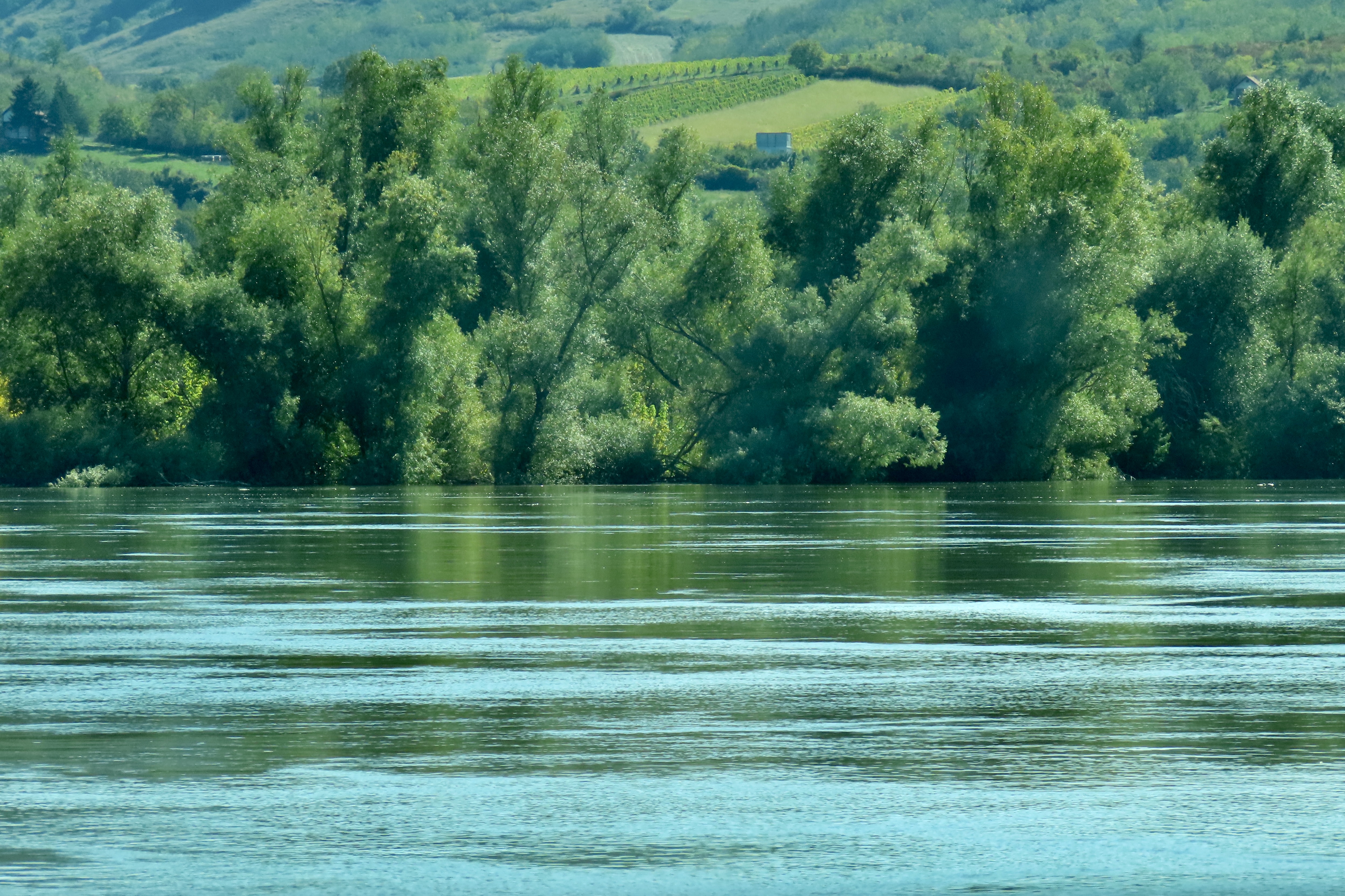 Wide river with tree-lined banks and rolling green hills near Novi Sad