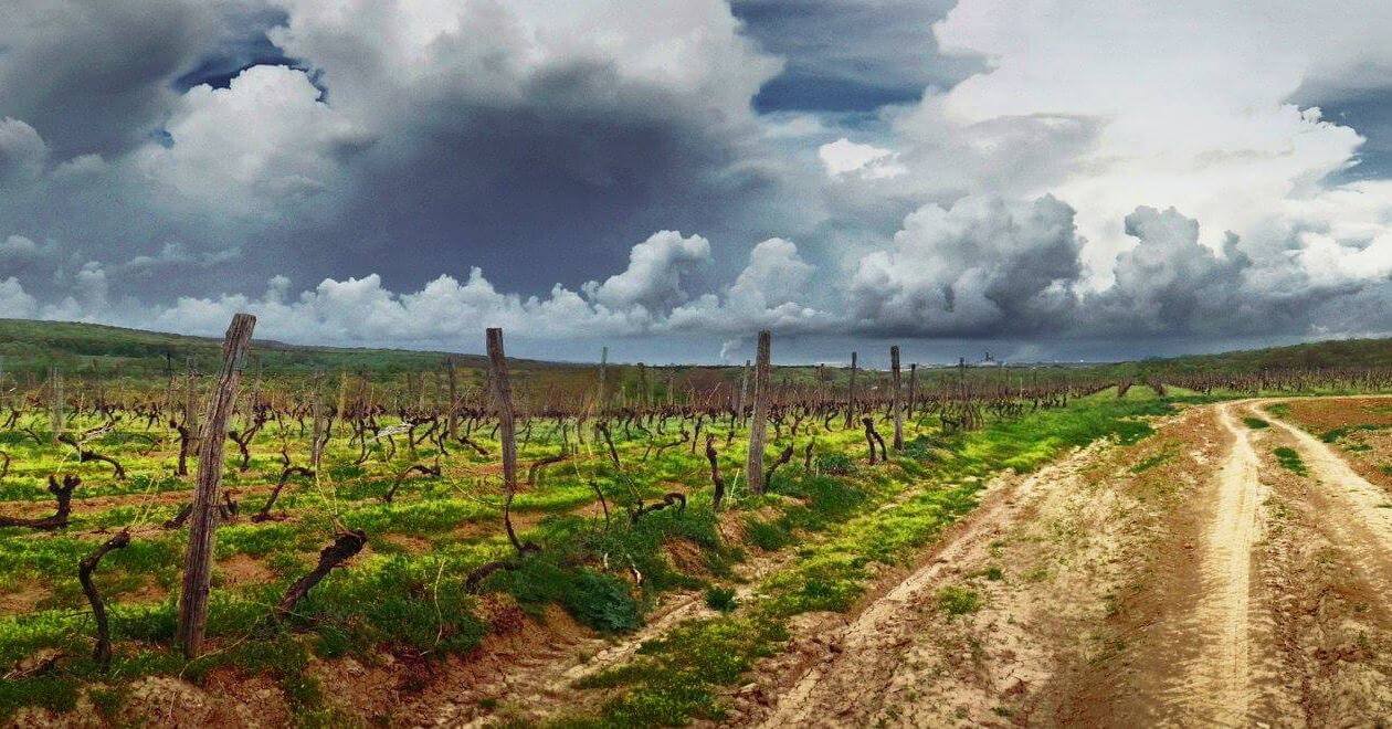Vineyards on Fruška Gora near Novi Sad