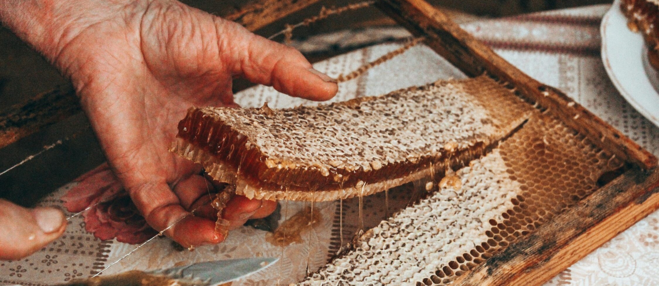Hands holding a dripping honeycomb frame with wax cells and fresh honey