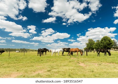 Fantast horse farm — Fantast Castle, Bečej