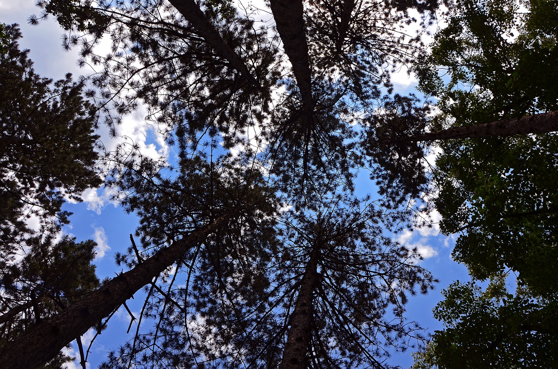 Upward view of tall pine trees framing a cloudy blue sky in Fruska Gora National Park