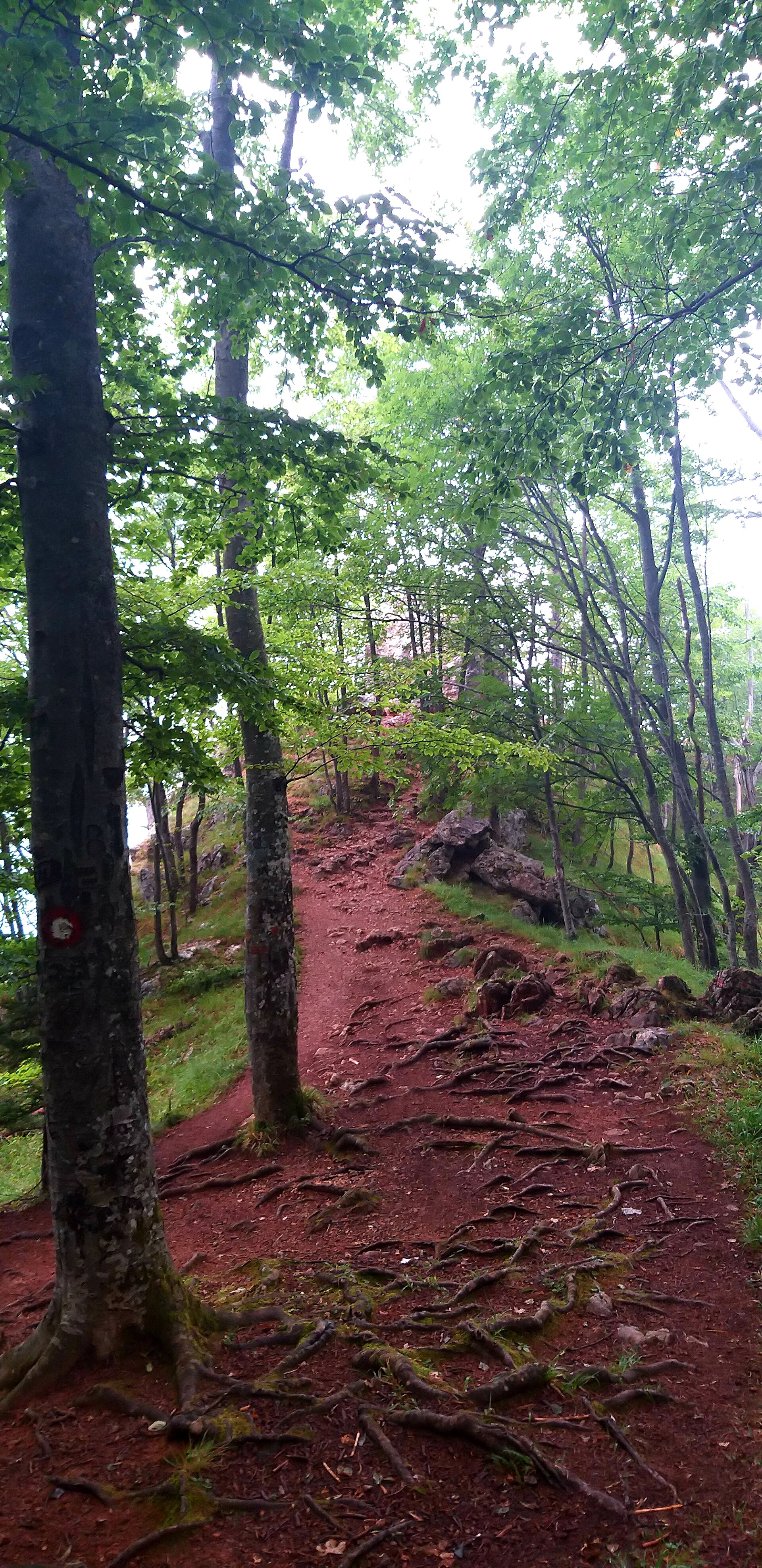 Viewpoint over Fruška Gora forest and Vojvodina plains