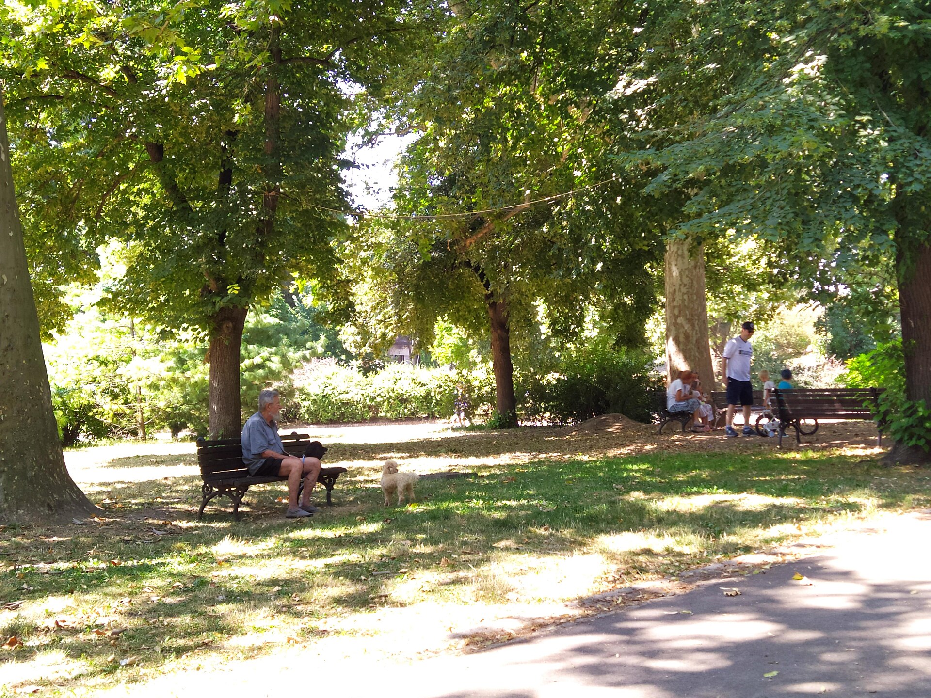 People sitting on benches under leafy trees in Kalemegdan Park, with a small dog on the grass