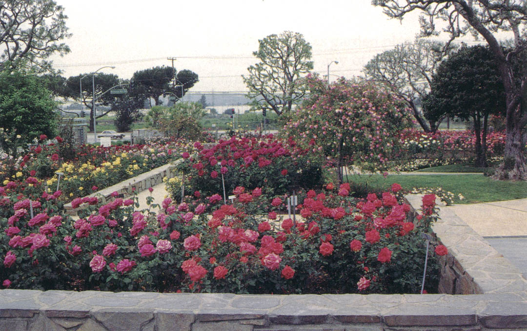 Rose hill — Kamenica Park, Novi Sad