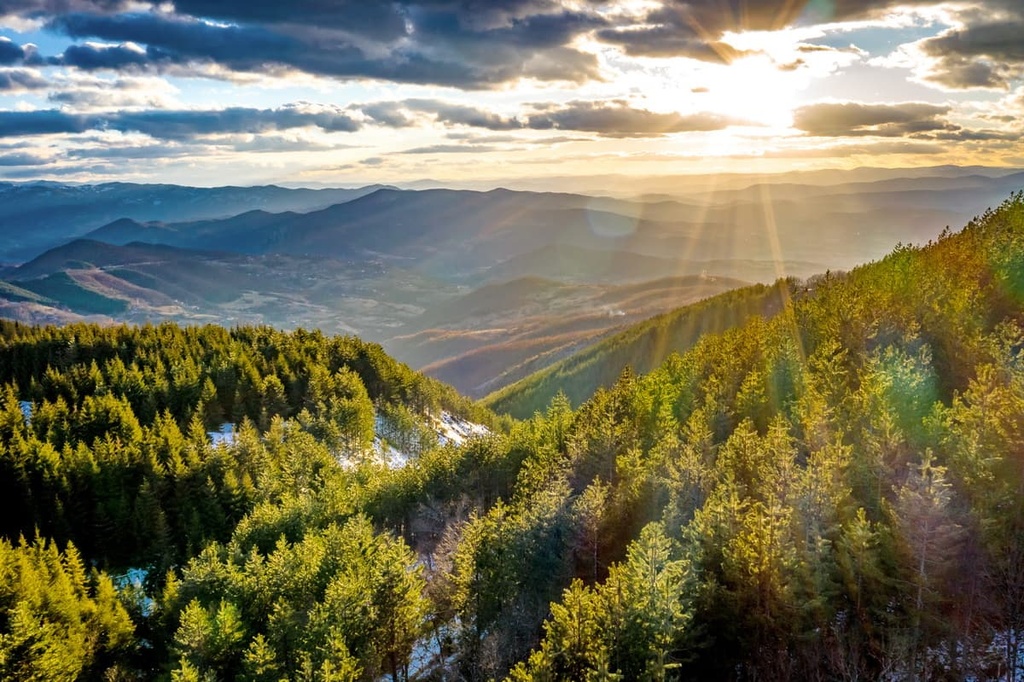 Forest trail on Kopaonik National Park with conifer trees