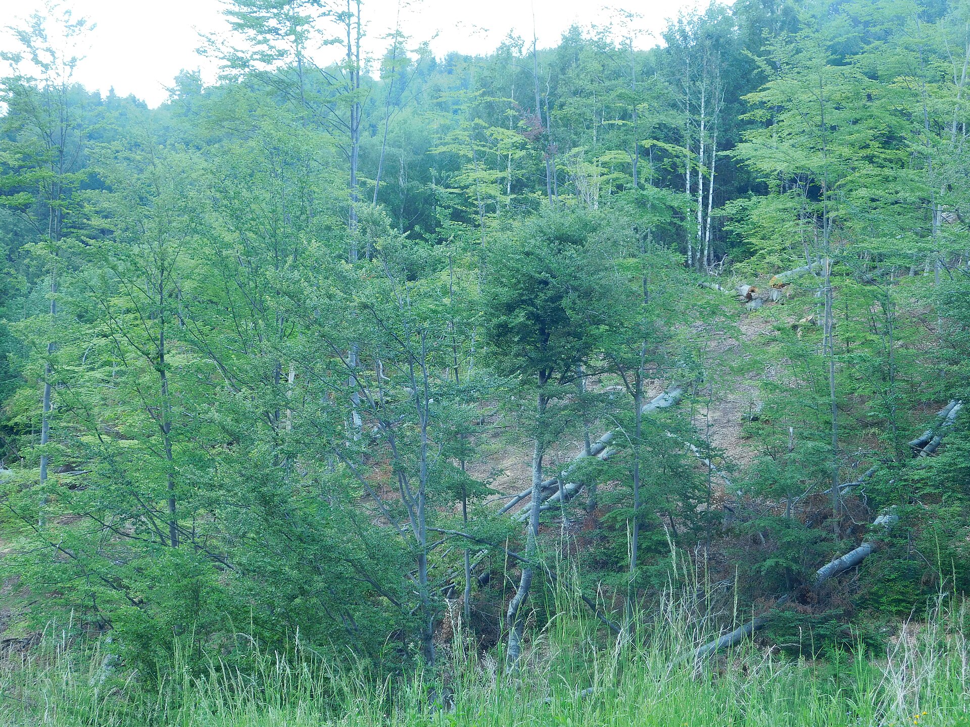 Green forested hillside in Kopaonik with slender trees and scattered fallen logs