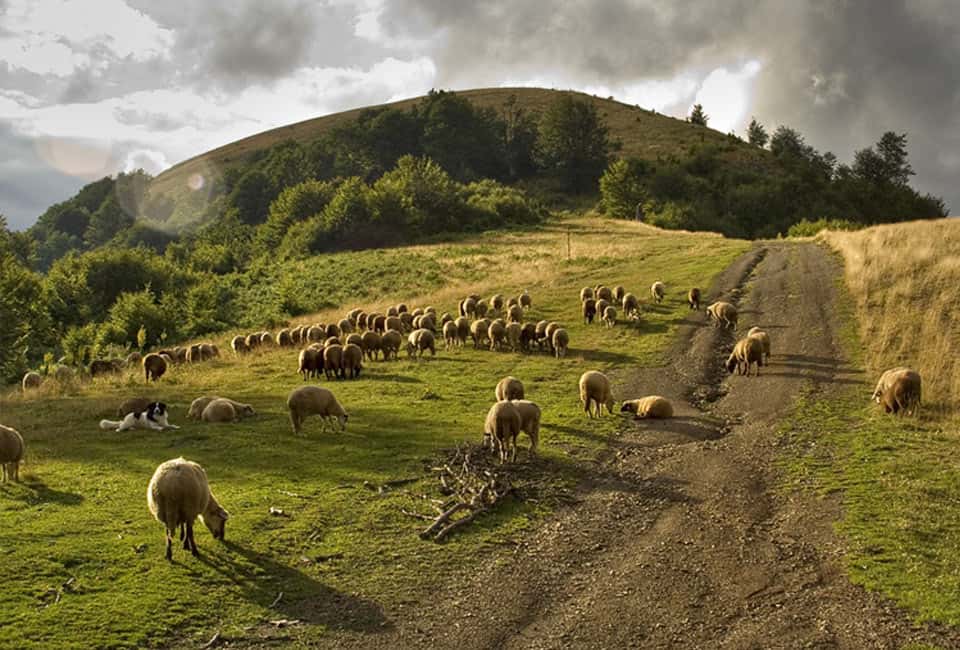 Sheep grazing on a grassy hillside beside a dirt road in Stara Planina near Niš