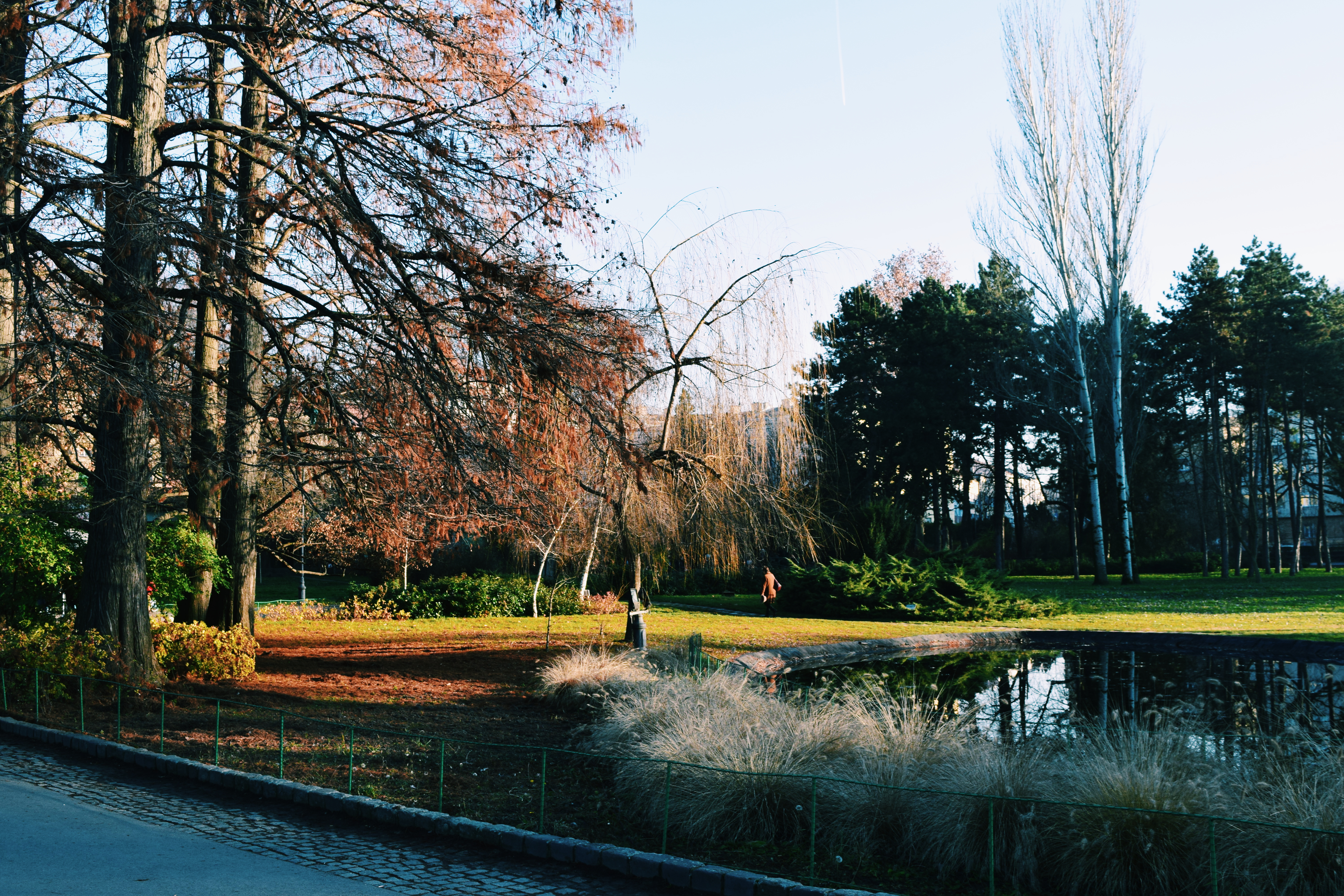 Danube Park in Novi Sad with trees and walking paths