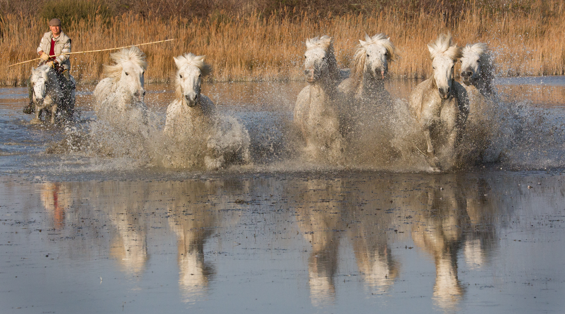 Rider leading white horses through shallow water with splashing reflections