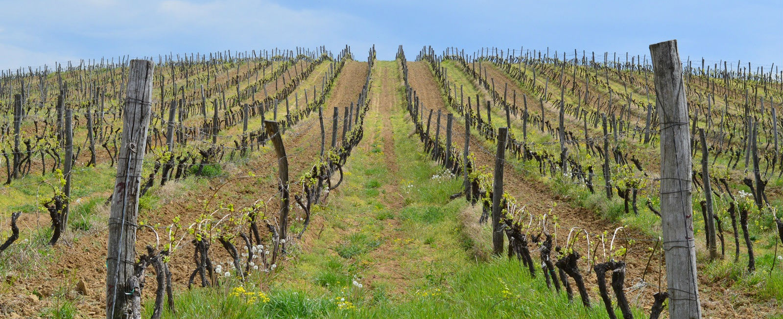 Danube hillside vineyard in eastern Serbia