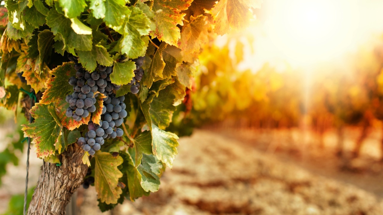 Fruška Gora and the Danube edge — Serbian Wine Regions: Grapes, Varieties & Traditional Wines