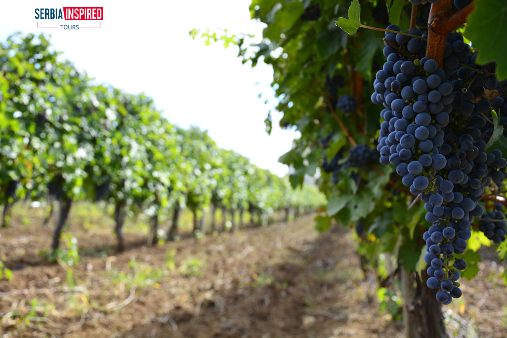 Dark grape clusters hanging from vines in a vineyard row