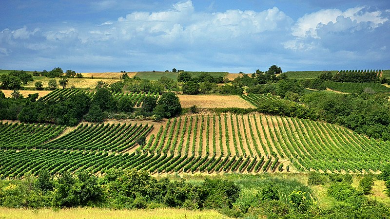 Terraced vineyard rows on rolling hills in Serbia's Wine Regions beneath a cloudy sky