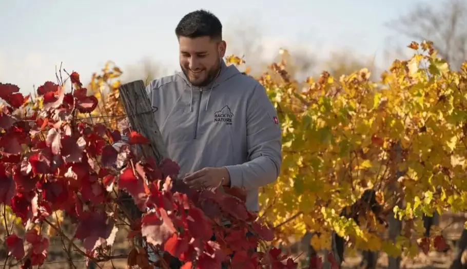 Man tending grapevines in an autumn vineyard