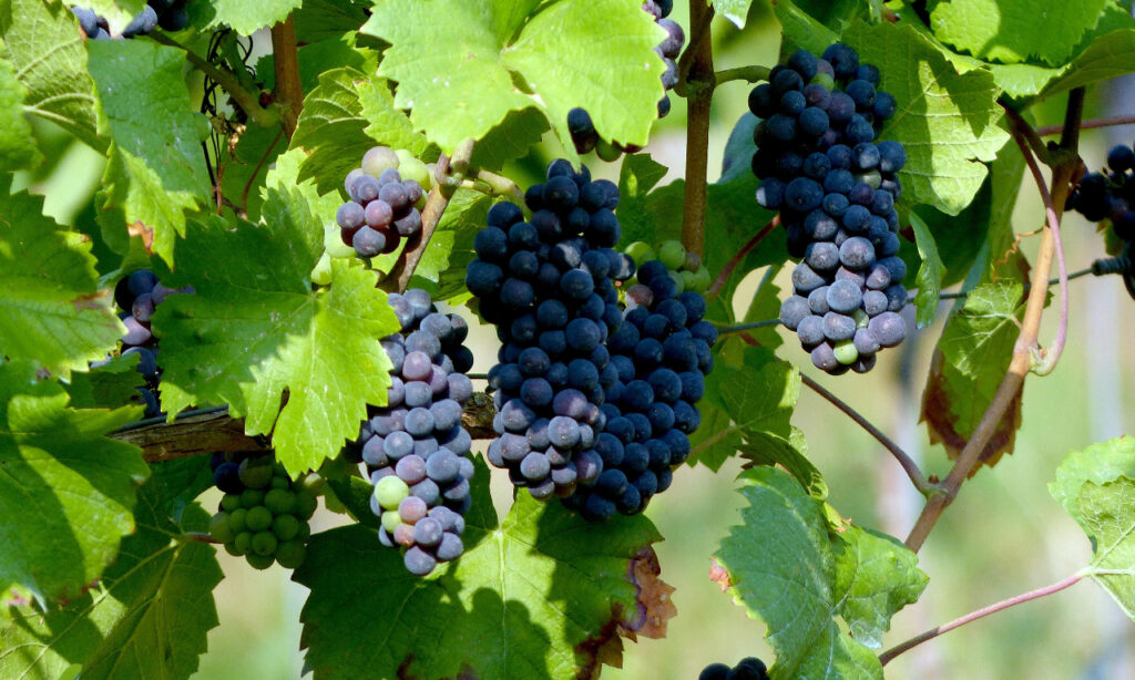 Župa, Negotin, and the south — Serbian Wine Regions: Grapes, Varieties & Traditional Wines