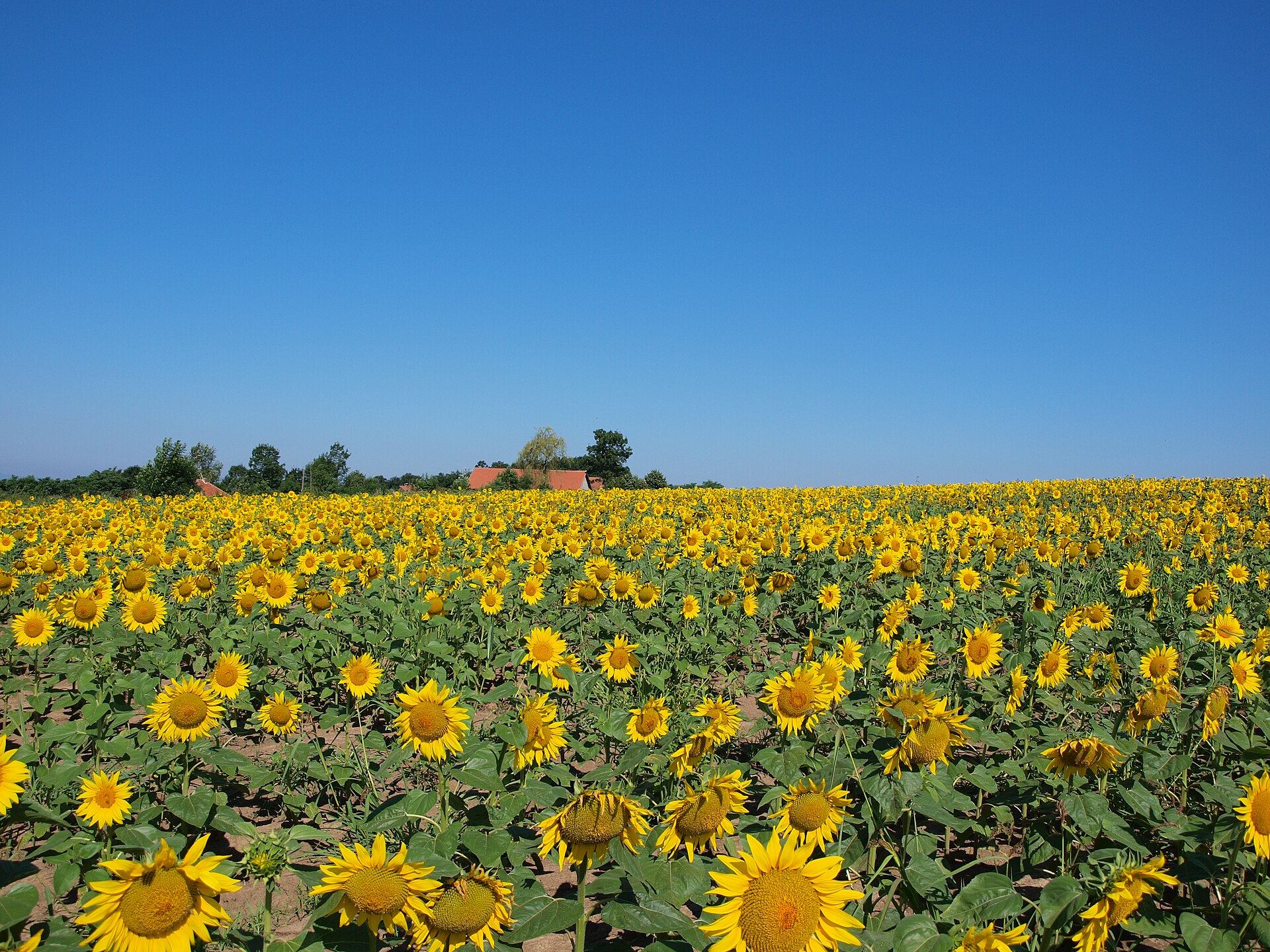 Wide sunflower field in Šumadija with rural houses under a clear blue sky