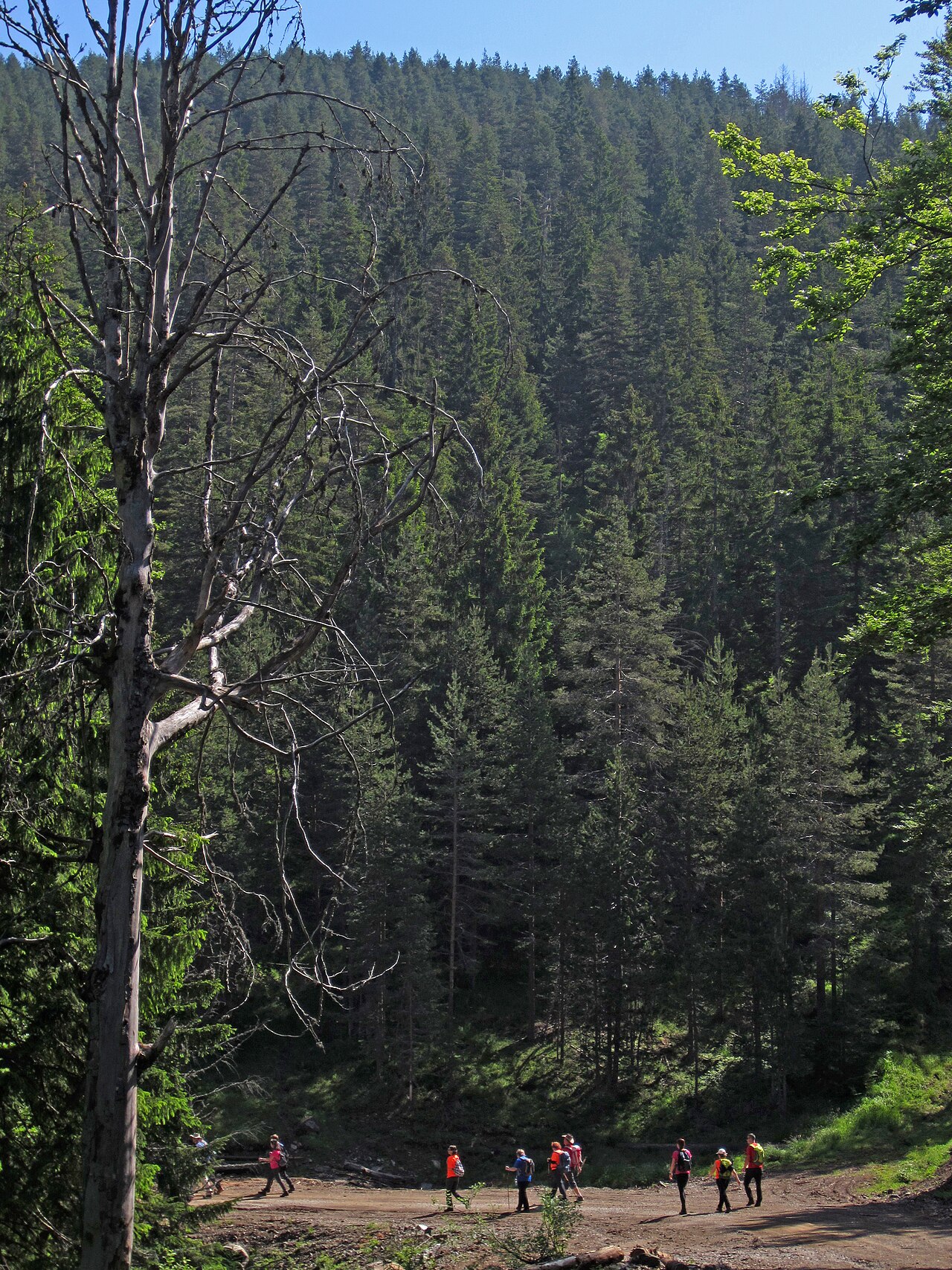Dense Serbian spruce forest in Tara National Park with tall dark conifers