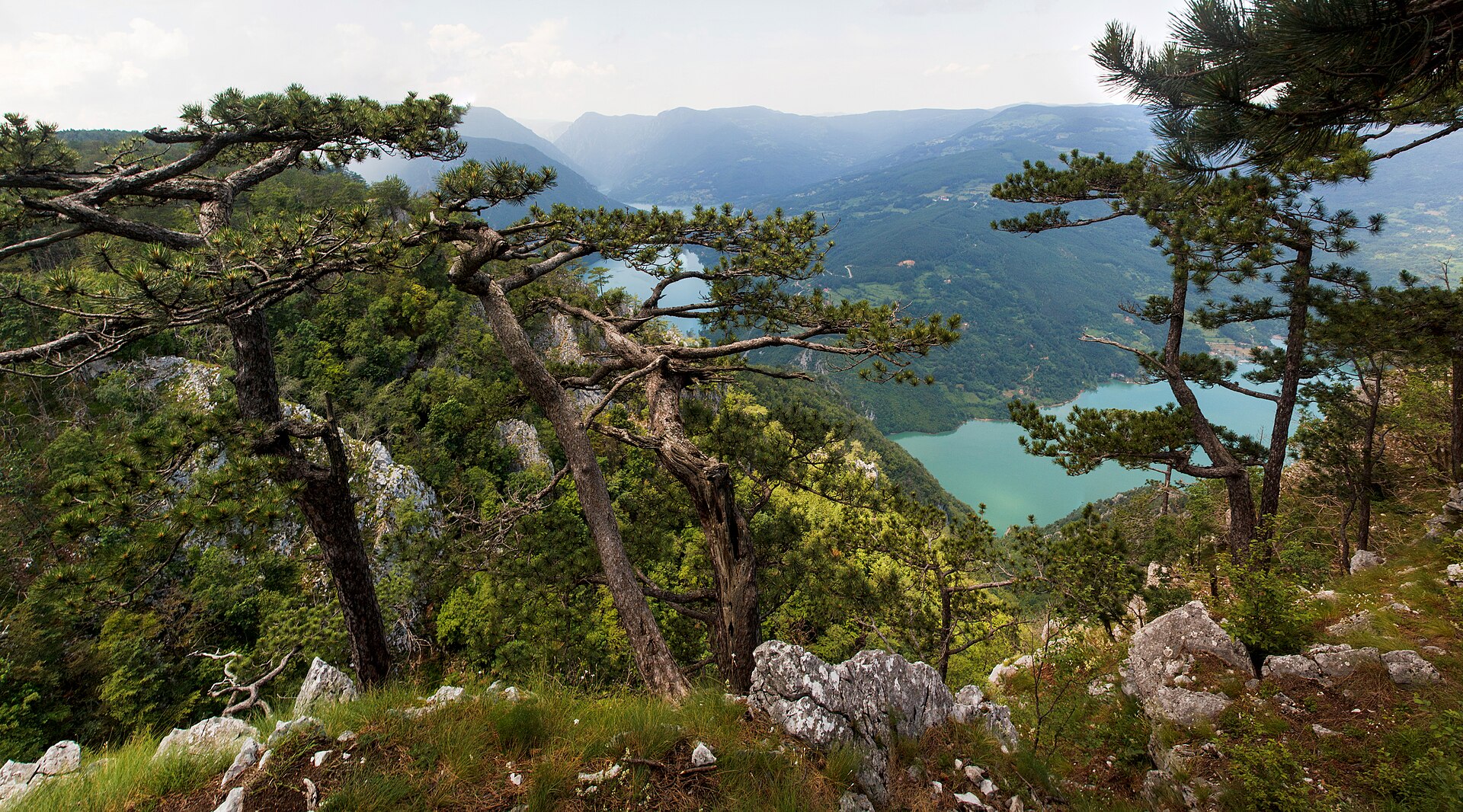 Pine trees overlooking Lake Perućac and the Drina canyon in Tara National Park