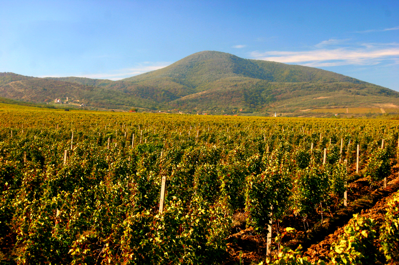 Vršac vineyards — Vršac, Vojvodina