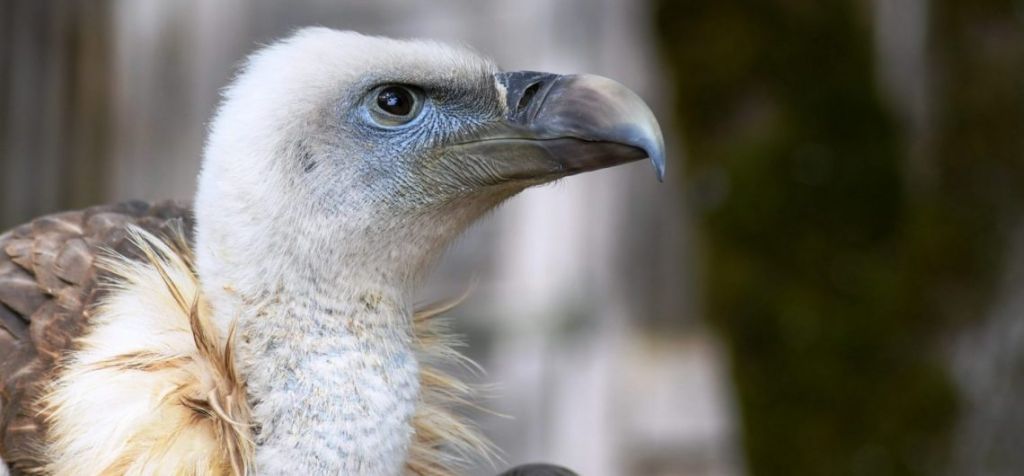 Close-up of a griffon vulture with a pale head and curved beak in Western Serbia