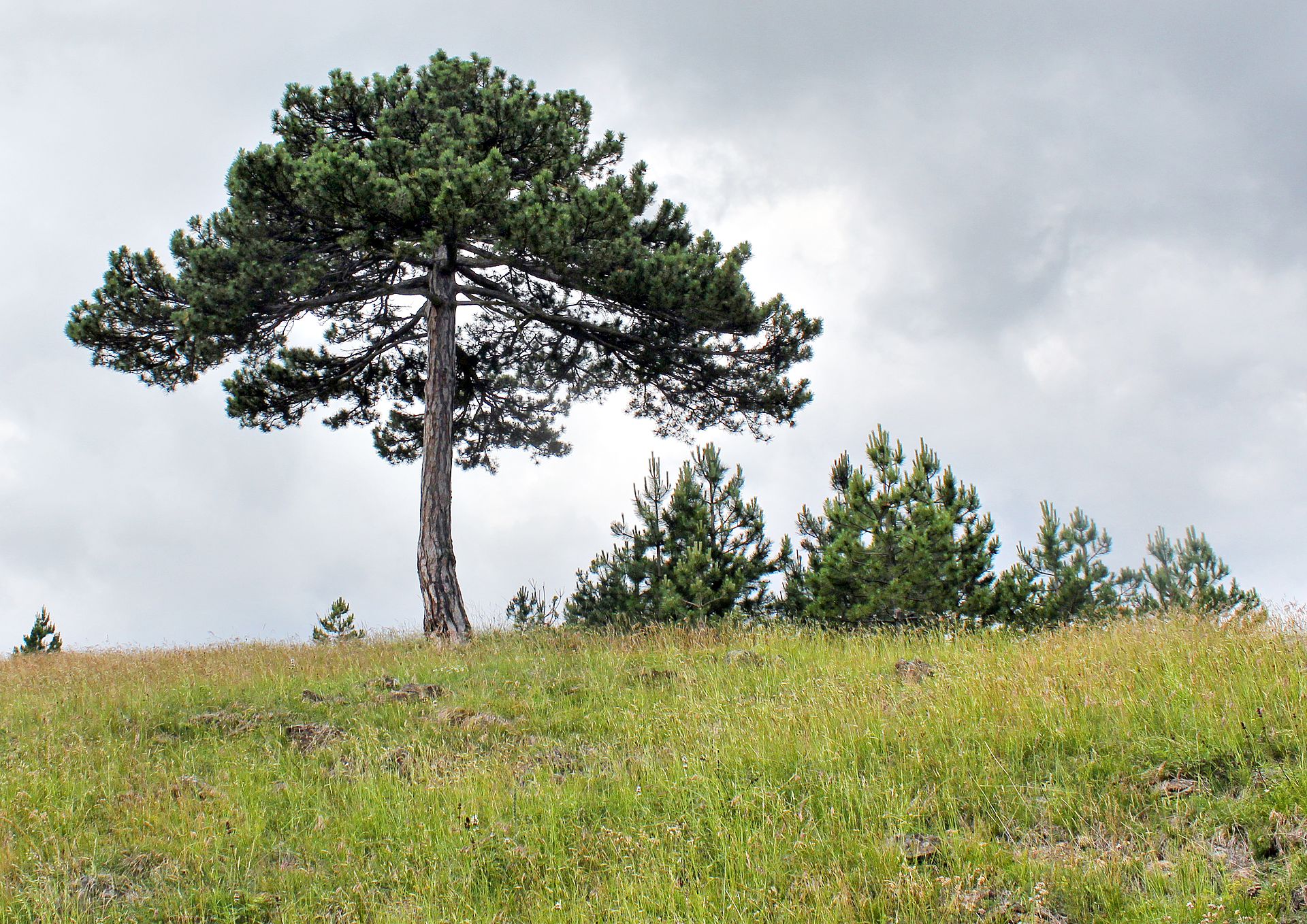 Lone pine tree on a grassy hillside with smaller pines and cloudy sky in Zlatibor