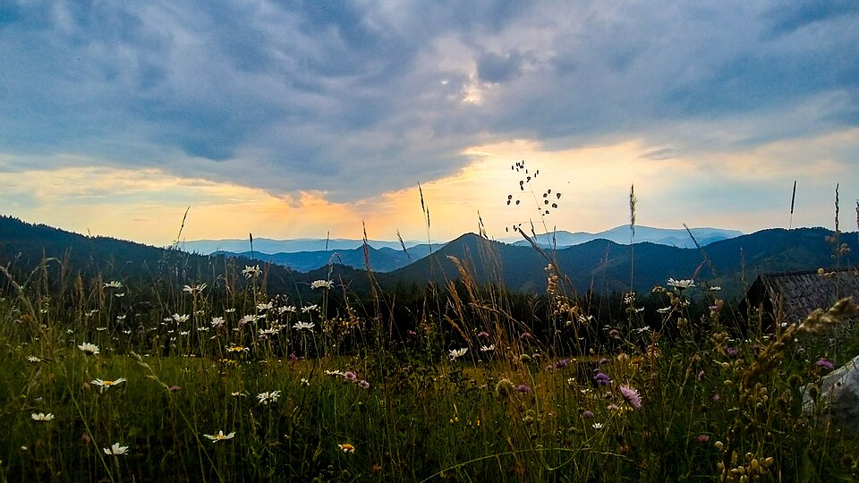 National park Tara - toward Zaovine