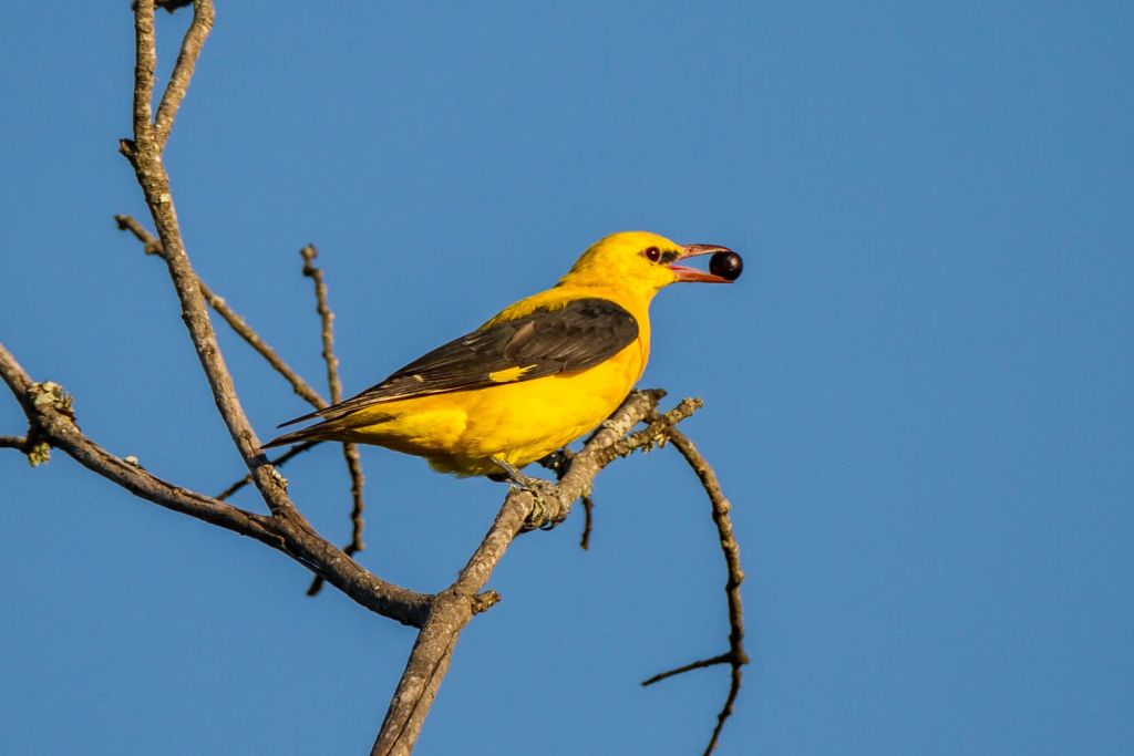Carska Bara, Vojvodina | Wetland Bird Reserve