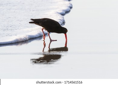 Obedska Bara, Obrež | Birdwatching and Wetland Walks