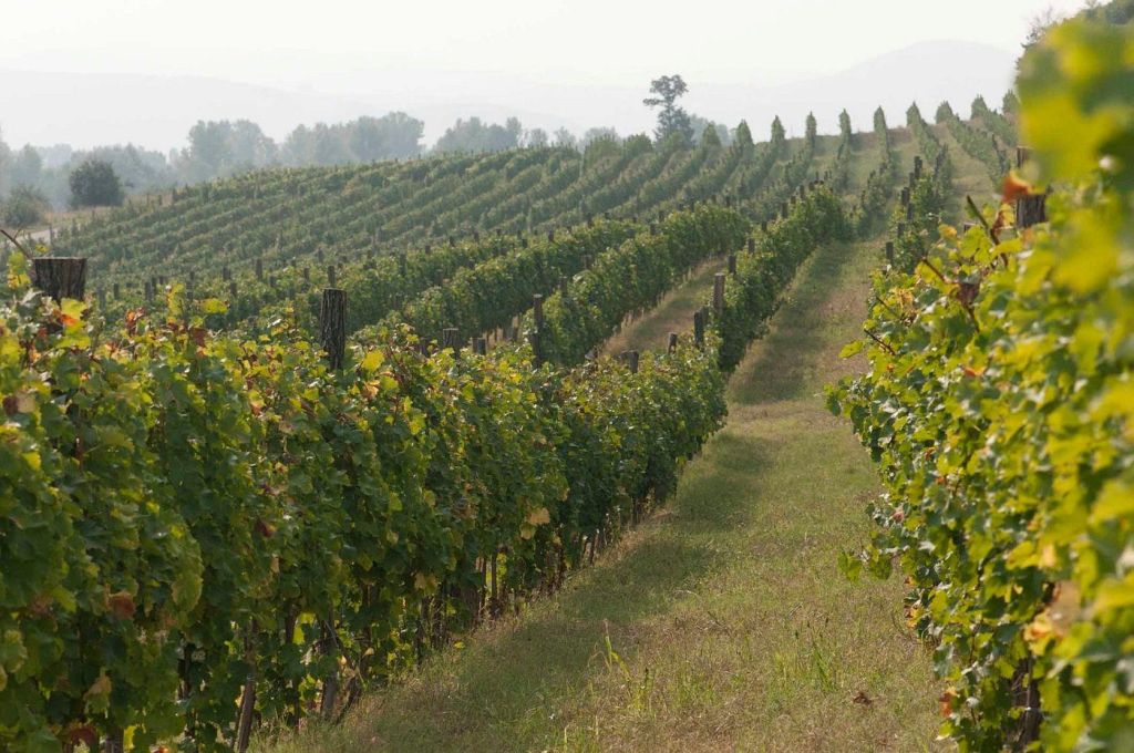 Rgoste vineyards