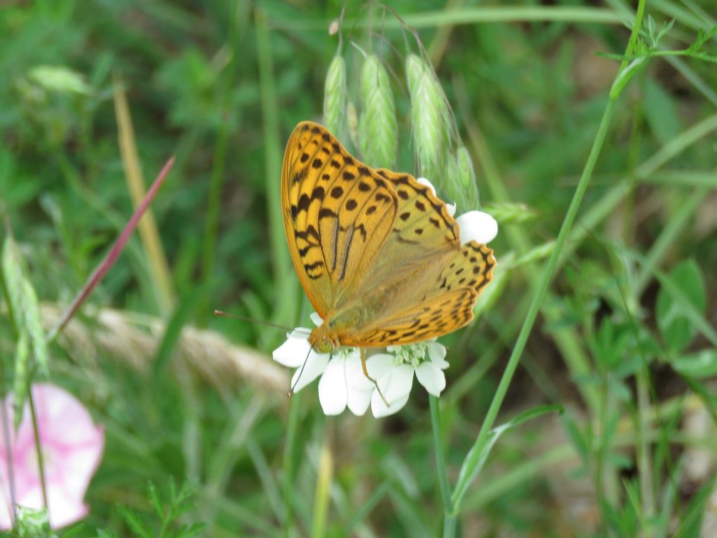 Argynnis pandora, Sićevačka klisura, Niš, Serbia (43).jpg