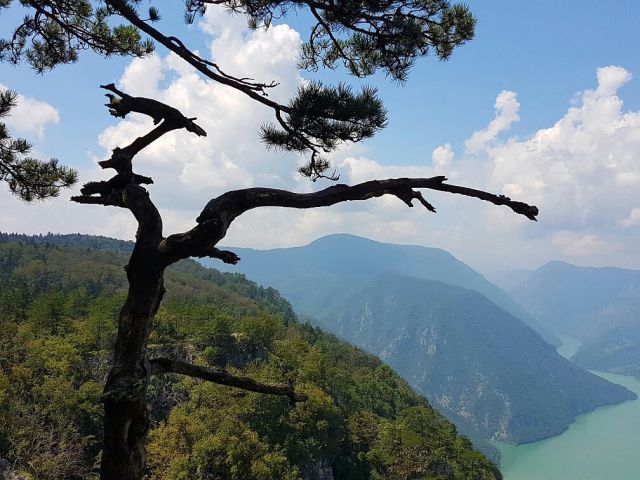 Tara National Park shoreline above Perućac