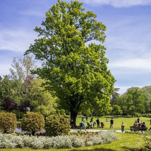 381_dunavski_park_2019_compressed-523x523.jpg
