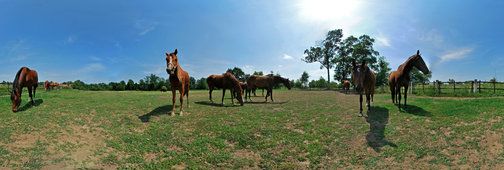 Ljubičevo Equestrian Games, Ljubičevo Equestrian Games 2026
