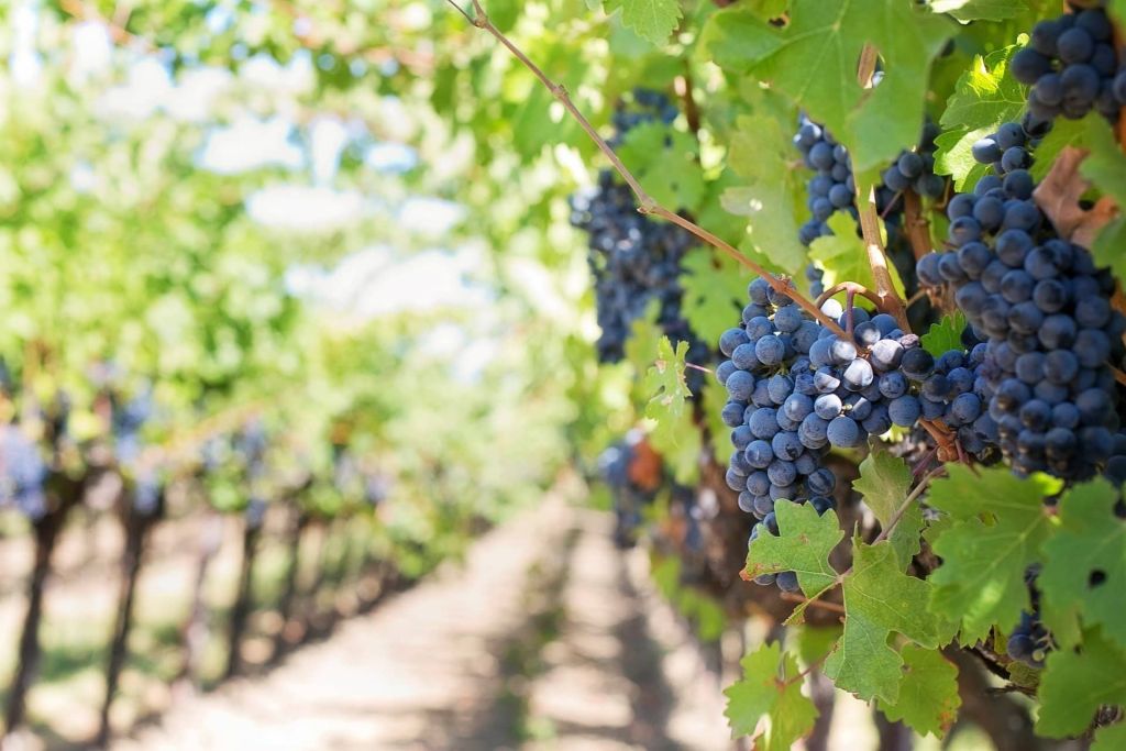 Why This Serbia Wine & Monasteries Tour Works, Serbia Wine & Monasteries