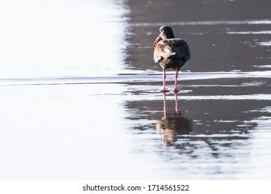 Managed Birdwatching Wetland Programmes Obedska Bara, Obedska Bara : Birdwatching, Walks & Visits