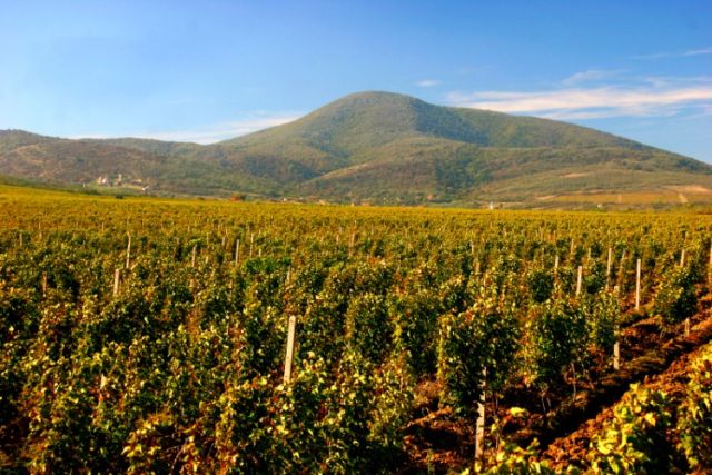 Wine Cellars, Vršac | Historic Cellars and Banat Wine Traditions