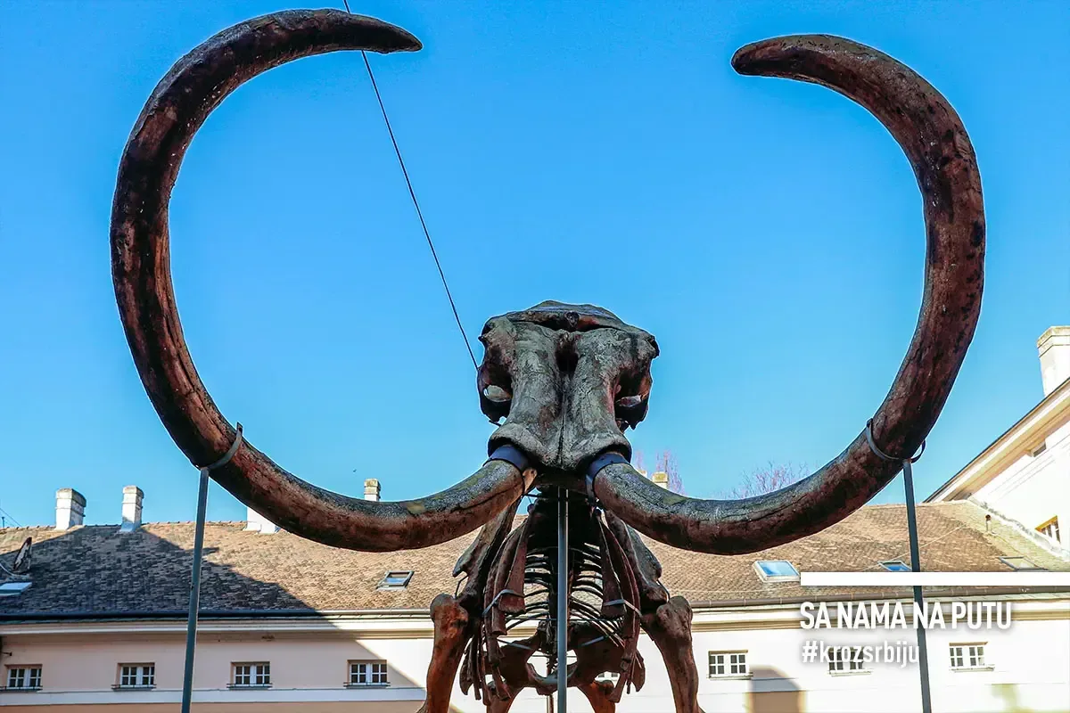 Kika Mammoth Skeleton, Kikinda | Mammoth at the Original Find Site