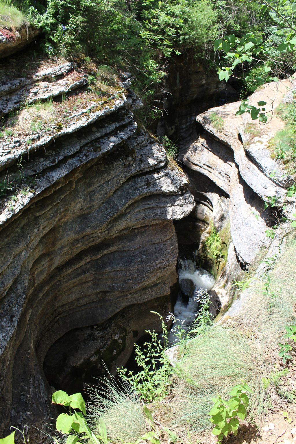 Rosomač