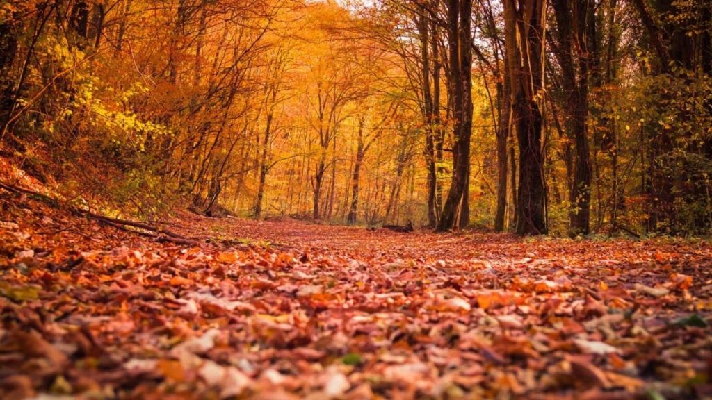 Fruška Gora: forests, monasteries, wine