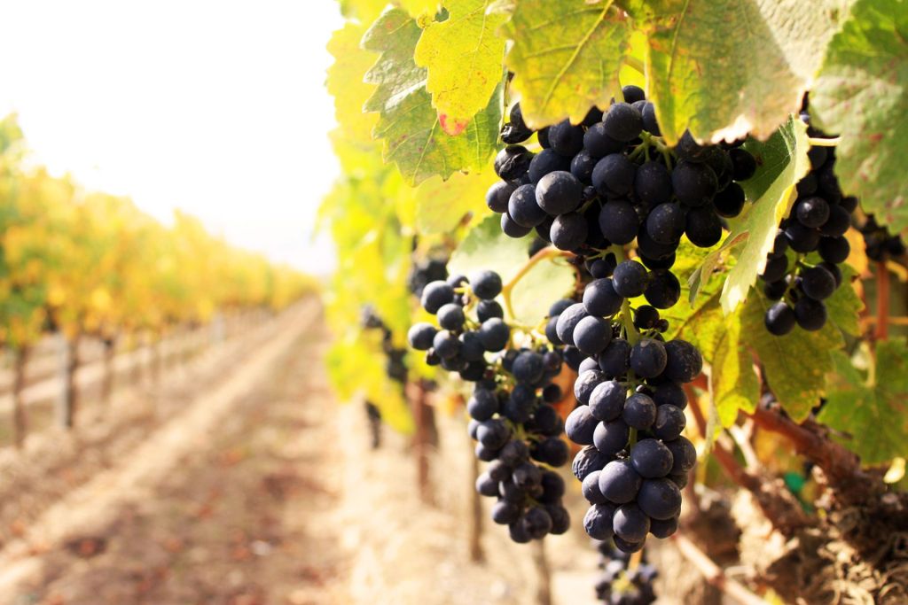 Producer tastings around the Vršac vineyards